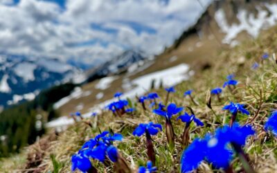 Ouverture anticipée