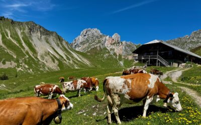 Der Bergsommer ist angekommen